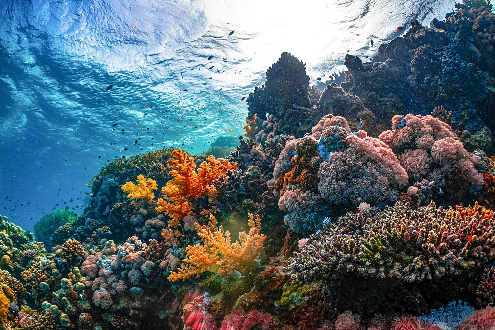 Los arrecifes de coral del Mar Rojo